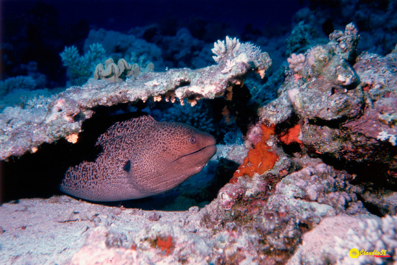 Oracolo della Sibilla murena